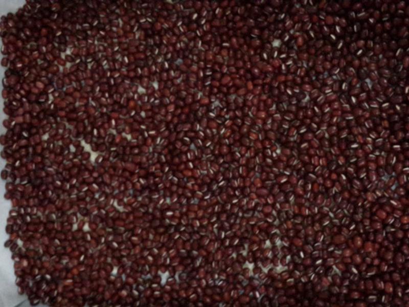 ��ݮ����ǧ���ɵ�����