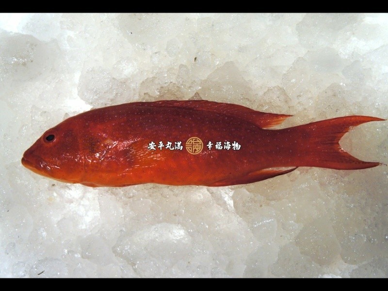 ��β������˿����������