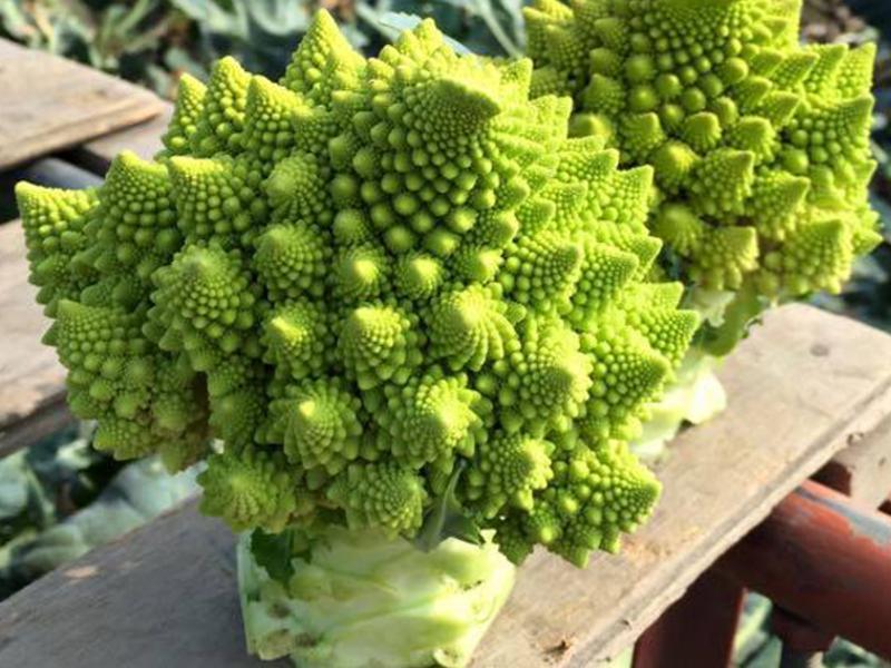 �������޼�󷹵�����