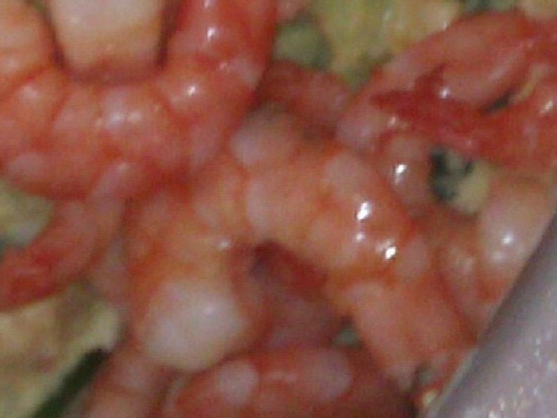 ���ӱ�����ɳ��������