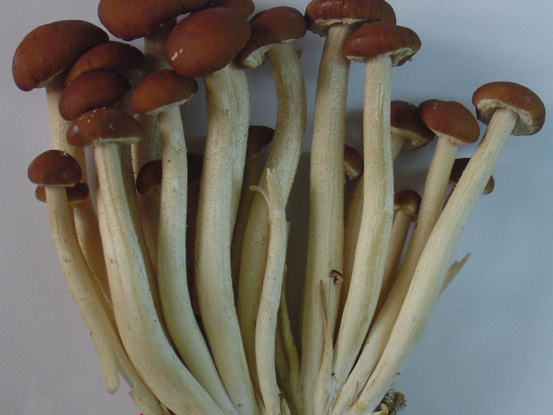 ���ɹ������ڹǼ���������