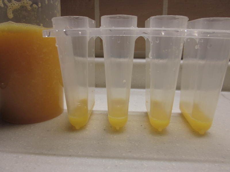 ����ݮ������������