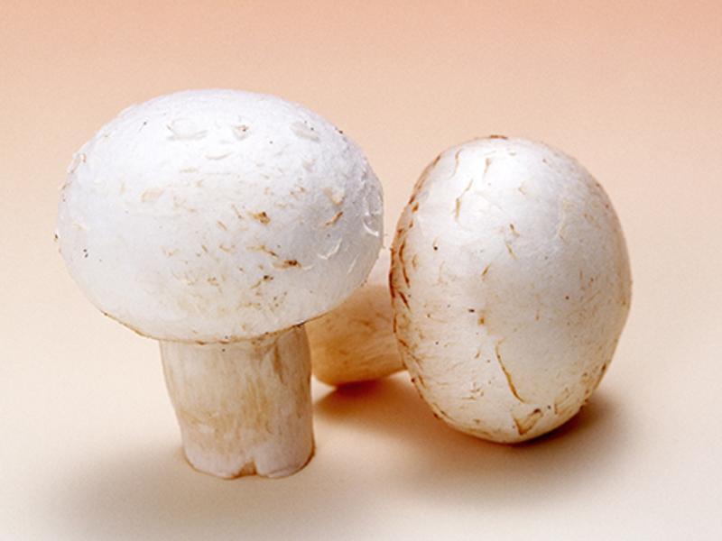 ��«���󹽵�����