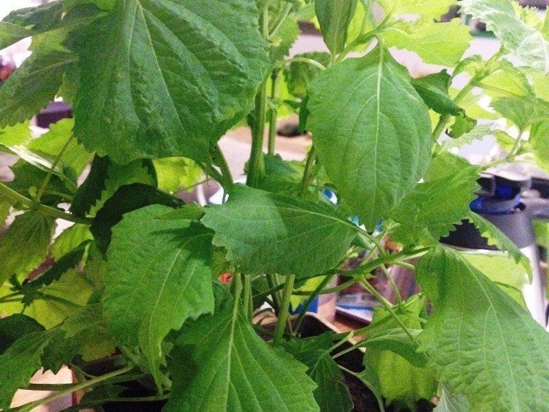 ����cafe���������������