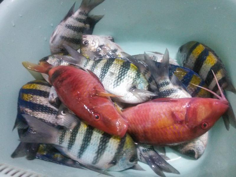 ԭζ������������