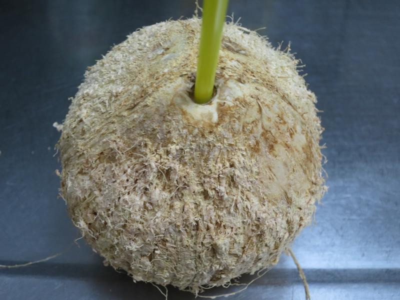 �����������Ǹ������