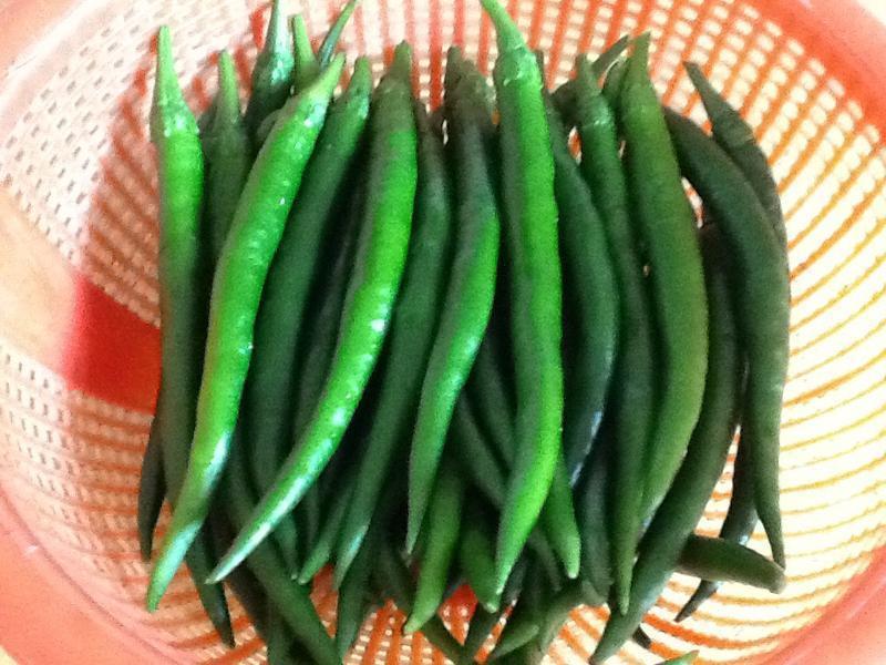 ���ư�Ƥ����-���Ƥ����������