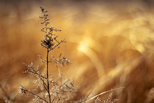 ���������ռǱȽ�����