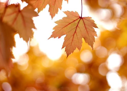 ��Ҳ��������Ϊ��дʫ���� ��Ӱ��о�