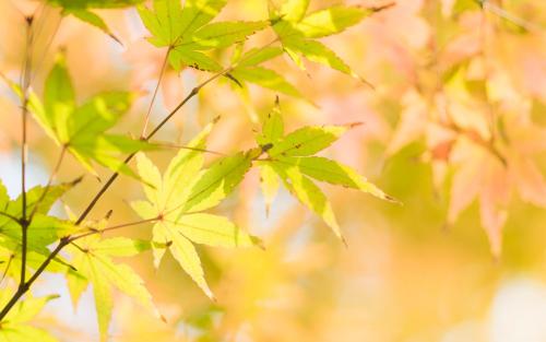 Ӣ���ռǣ�ֻ���޷�ֹͣ˼��