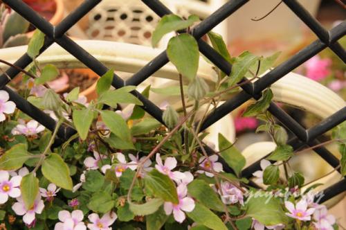 ���Ƿ�ϲ�g���w���