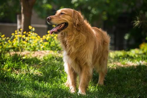 ��Ը���ǵ�ǰ���������Ե�����������봿������