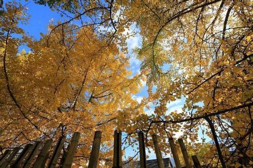 ����һ�����ˣ����޵�ī���ּ��ʲݣ��߼����ϣ����Ʊ��