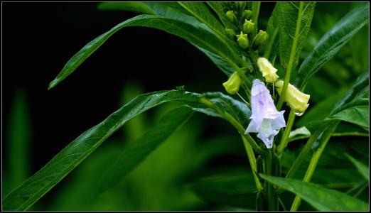 ���������������������ַ���