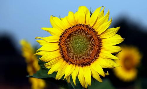 ����������СŮ�����ѵ��㲻��������