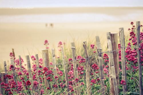 ��ɫ���ƣ�����ë�״ִ󣬶�ͷ���ֶ�ӡ