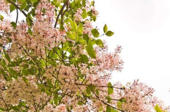 С���������ƽ�����ճ�