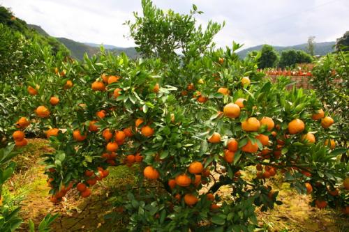 ����¶ү���賿�������ˣ�Ů��������ã�