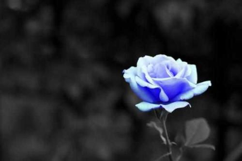 �ֻص������