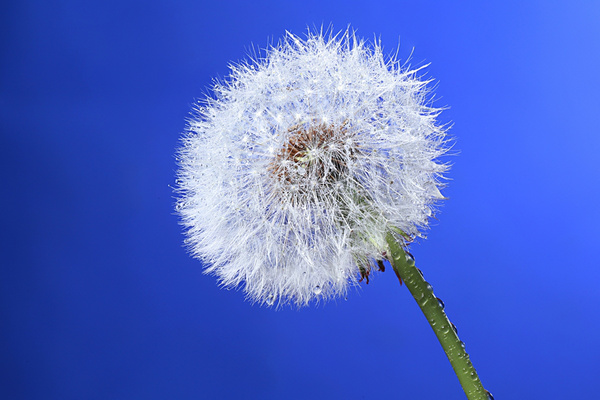 ������ô��