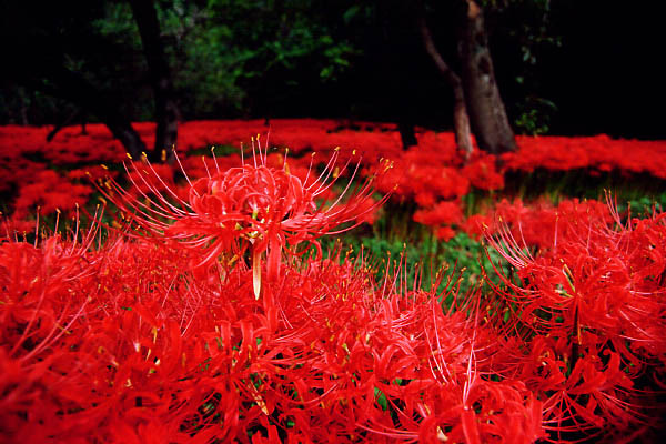 ��Ҫ�����ĸ���