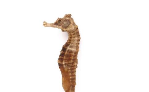 ��ҩ��������Щ��֢������