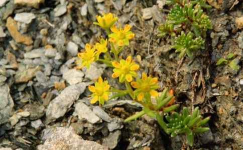 �����в�ҩ����ݵĹ�Ч