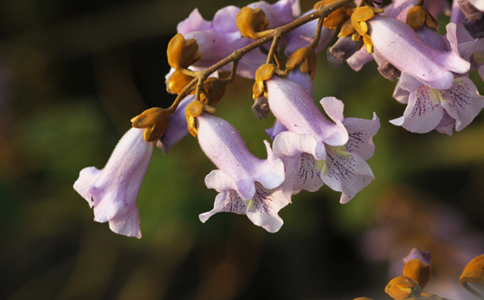 ��ͩ����ˮ�ȵĹ�Ч