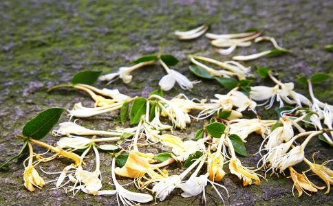 �ʺϵ������ļ�������ʳ