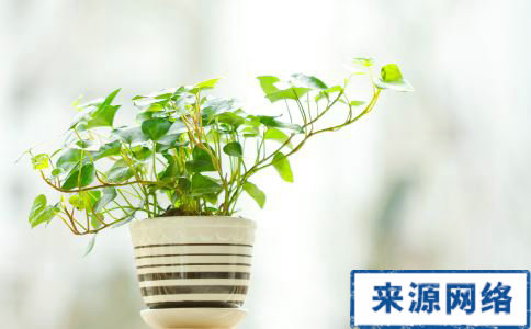 �·�����ȩ �ͷ���Щֲ��