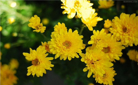 �����ܽ�Ѫ֬�� ���ε�Ӫ����Ч