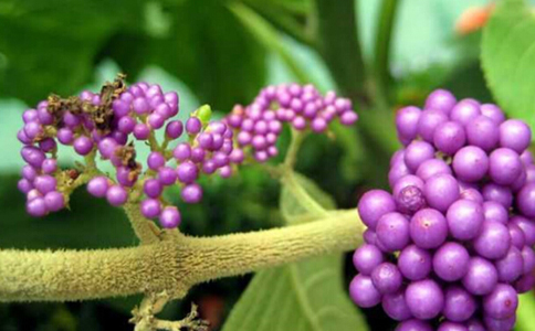 ����Ҷ��ˮ�ȵĽ���