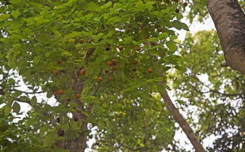 �����в�ҩľ���ӵĹ�Ч