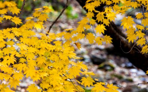 �ִ�����Ρ�����족