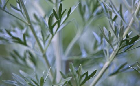 女性冬季怕冷怎么办 艾草泡脚可以驱寒