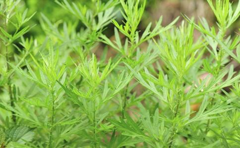 女性冬季怕冷怎么办 艾草泡脚可以驱寒