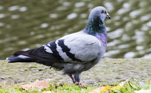 5�������˲� ����������Ʒ