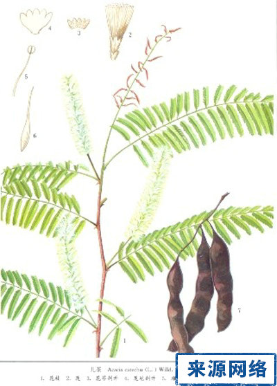 ��ҩ�������������Щ��֢