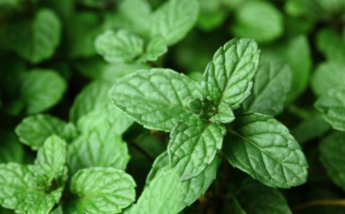 ��Щֲ��������õĹ�Ч