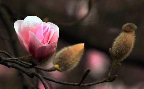 ���Ļ���ˮ�ȵĽ���