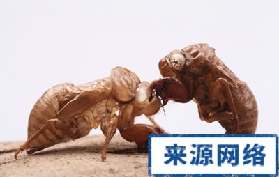 ÖÐÒ©²õÍɶ԰©Ö¢ÓÐʲôÑùµÄ×÷ÓÃ