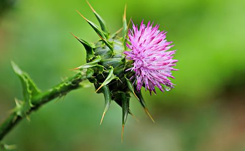 ��Ѫ�����࿹����ҩС��