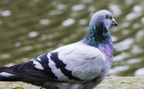 ��Ԥ����й �ϲ�Ҫ����