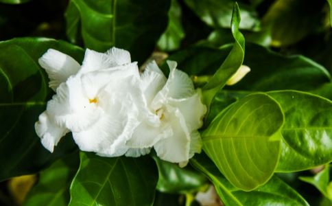 Ϊʲô��ҽ�г����߶ࣿ