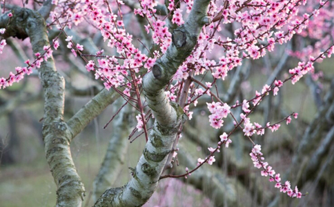 ��֦��ˮ�ȵĹ�Ч