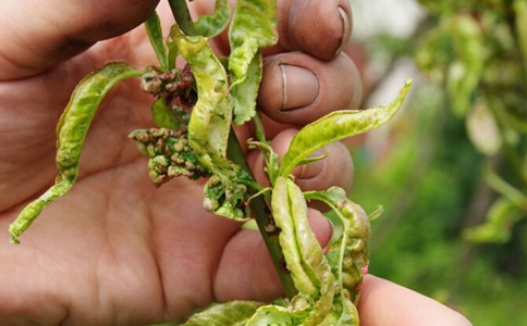 ��֦��ˮ�ȵĹ�Ч