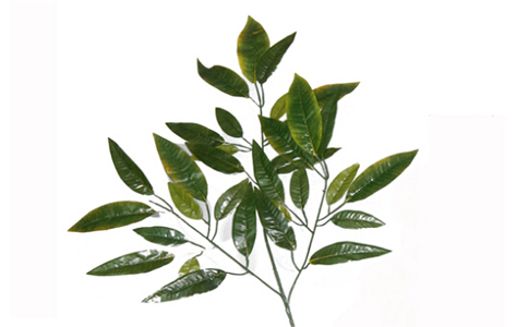 â��Ҷ��ˮ�ȵĽ���