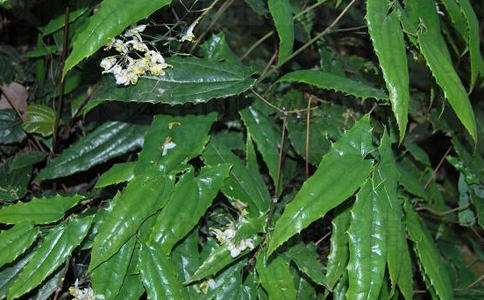 ����޽��ˮ�ȵĹ�Ч