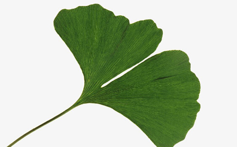 �׹�Ҷ��ˮ�ȵĹ�Ч