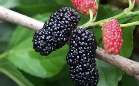 ɣ����ˮ�ȵĹ�Ч